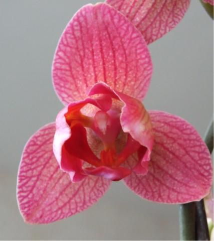 нормальный пелорик