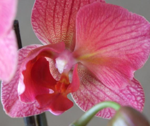 &quot;счастливый клевер&quot;