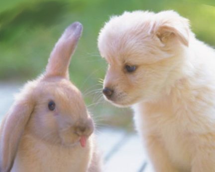 rabbit&puppy.jpg