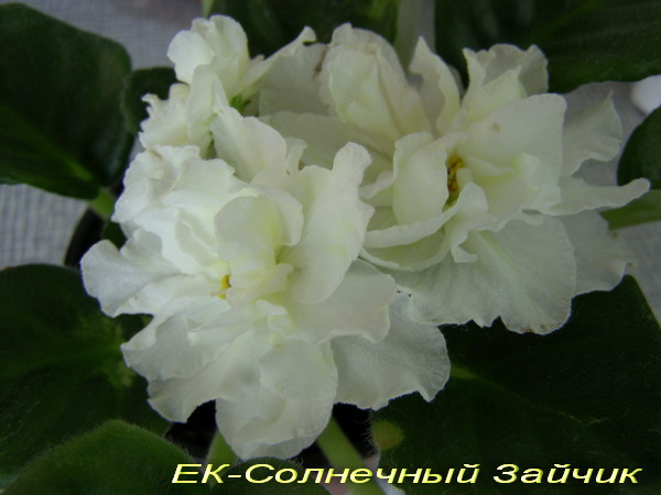 -Солнечный Зайчик.jpg