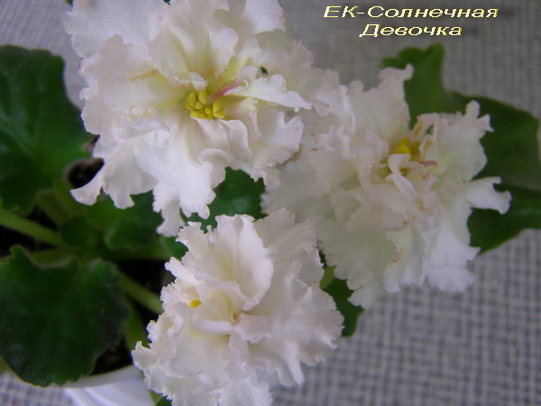 -Солнечная Девочка.jpg