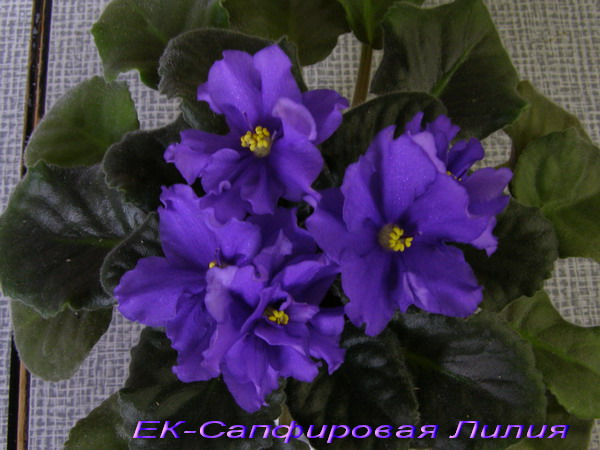 -Сапфировая Лилия.jpg