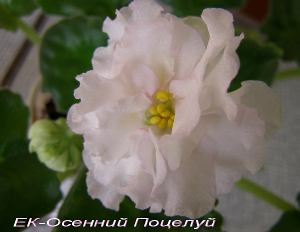 -Осенний Поцелуй.jpg