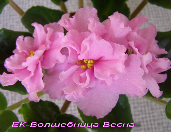 -Волшебница Весна.jpg