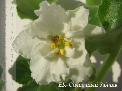 -Солнечный Зайчик б.JPG