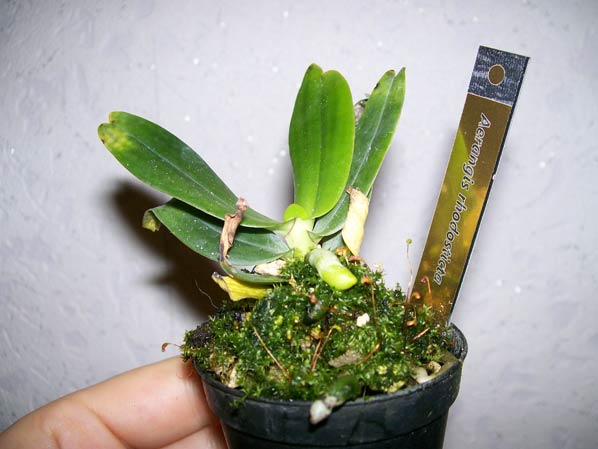 Aerangis rhodosticta.jpg