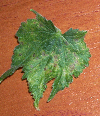 Но мне кажется, что самы маленькие из оставшихся на деревце, тоже уже повреждены:(