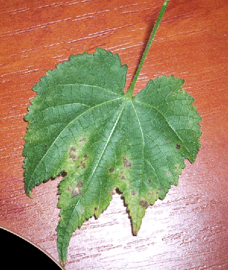 Поотрывала больные листочки