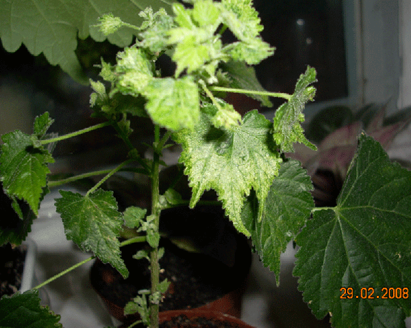 Вот такое чахлое оно сейчас. Хотя завязалось куча листиков, но они не развиваются