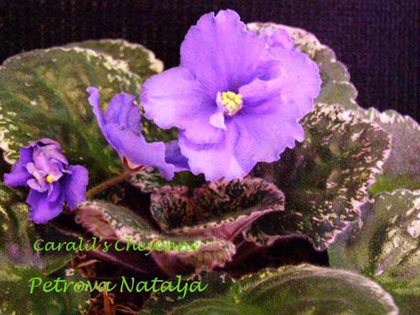 Caralil`s Cheyenne 11.jpg