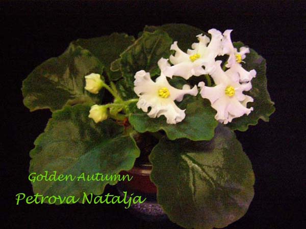 Golden Autumn 11.jpg