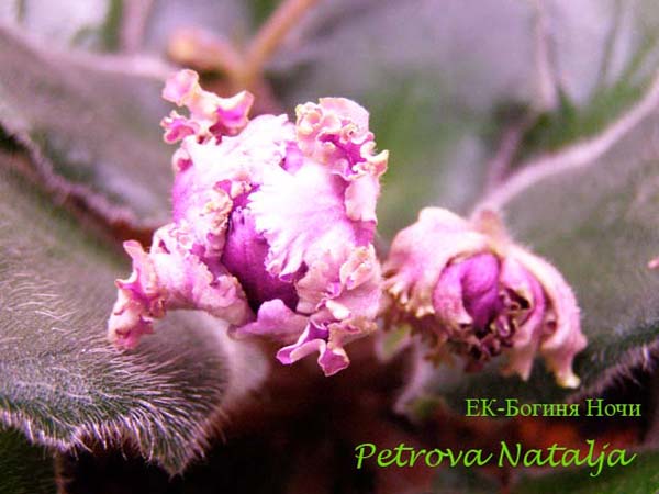 - Богиня ночи 11.jpg