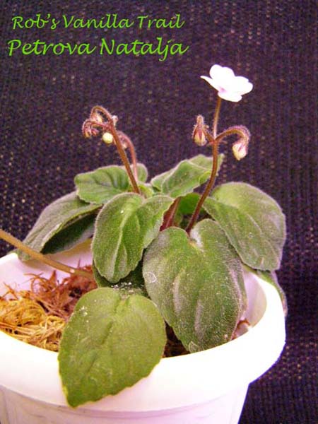 Rob's Vanilla Trail 11.jpg