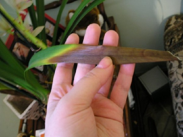 покоричневели листья