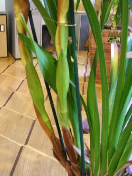 цветонос тоже становится коричневым