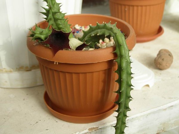 размера P2041158.JPG