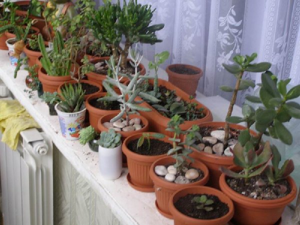 размера PA140531.JPG