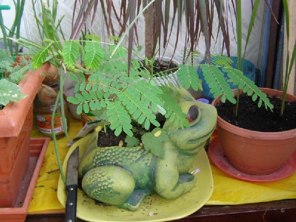 размера P7210178.JPG