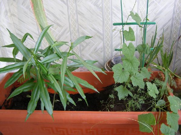 тот,что слева...