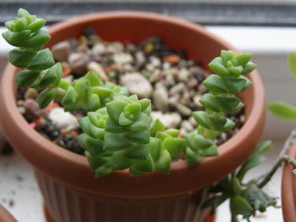 размера P3021369.JPG