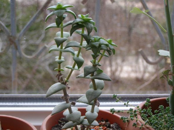 размера P3021366.JPG