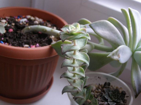 размера P3021365.JPG