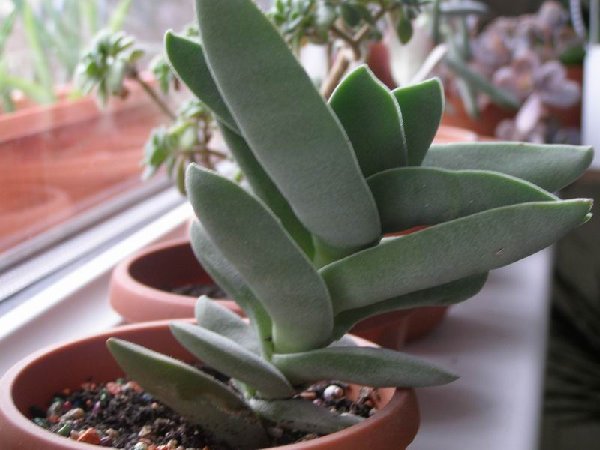 размера P3021353.JPG