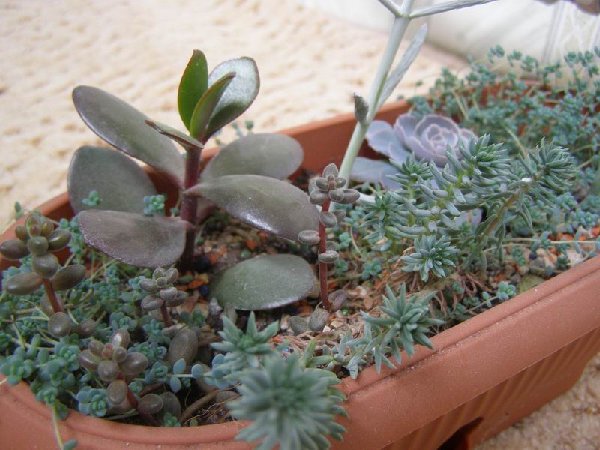 размера P3021350.JPG