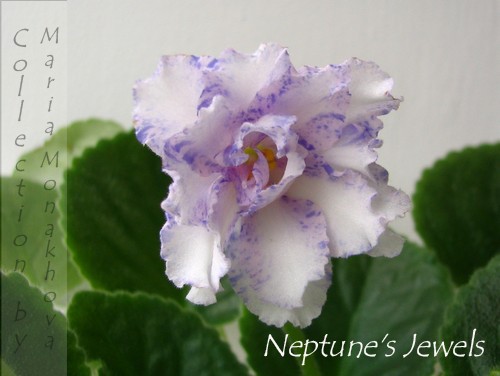 Neptune's Jewels b.jpg