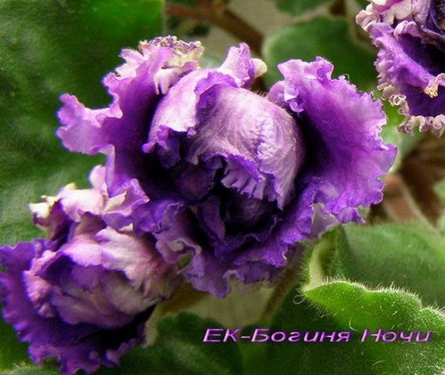 -Богиня Ночи_.jpg