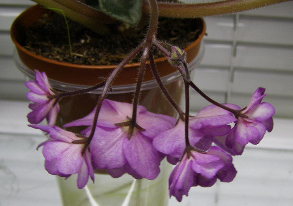 Вот такие грозди