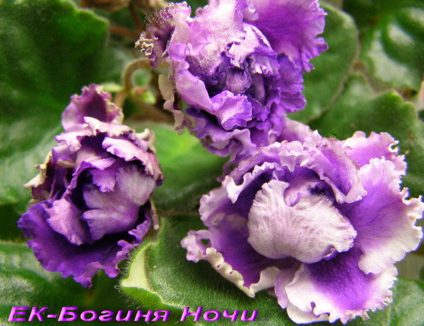 -Богиня Ночи.jpg