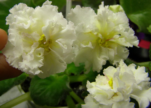 ЕК-Солнечная Девочка