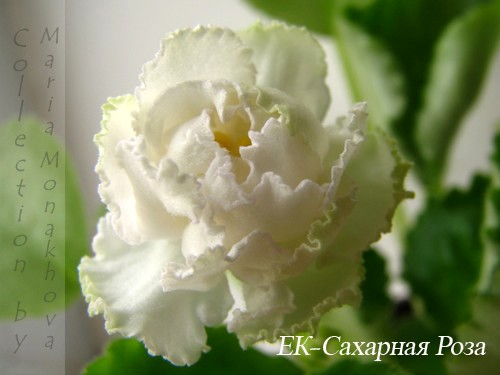 -Сахарная Роза.jpg