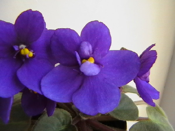 Знаю только, что это трейлер полу-мини