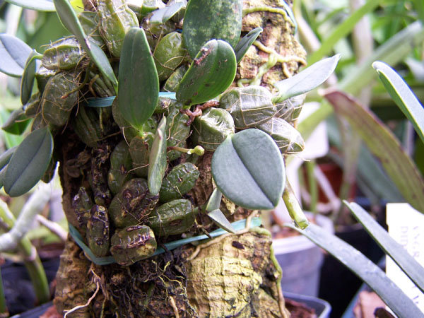 Dendrobium jenkinsii 1.jpg