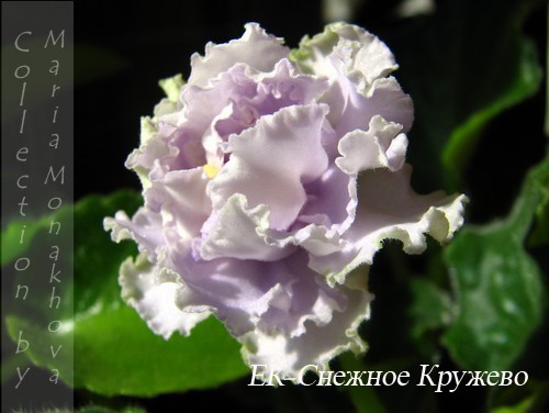 -Снежное Кружево.JPG