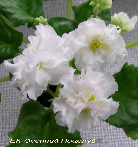 -Осенний Поцелуй.jpg