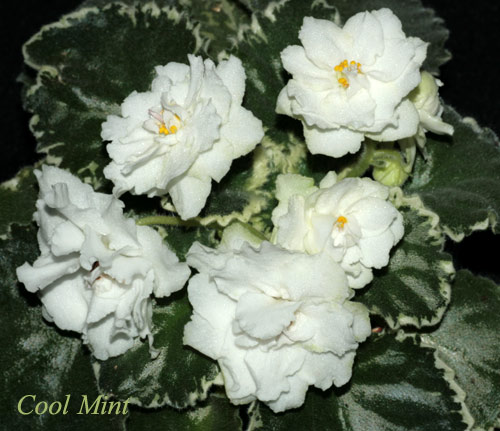 CoolMint.jpg