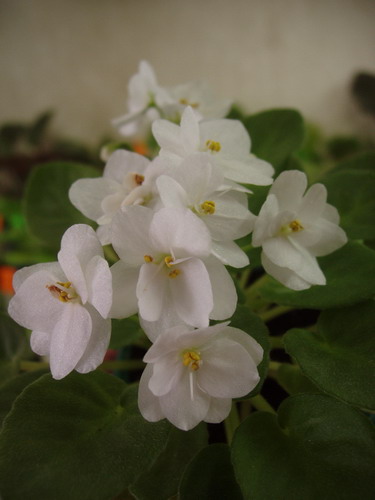 Белая Земляника