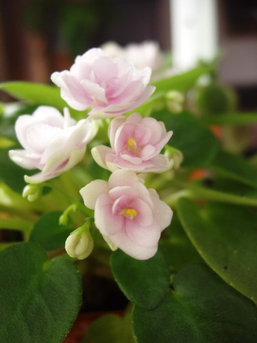 Розовый Дым