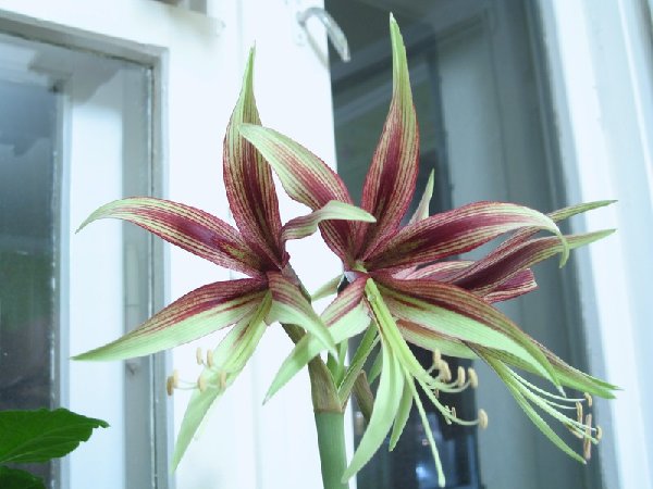 Кто у меня осенью покупал детки Лимы, мамаша зацвела, дети будут такими же