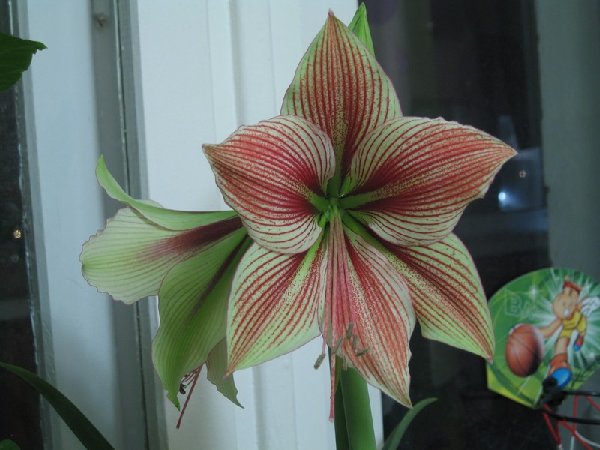 Экзотик Стар из Евробульба