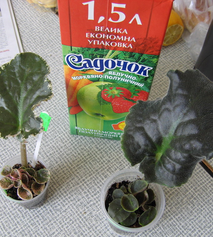 &amp;quot;малыши&amp;quot;