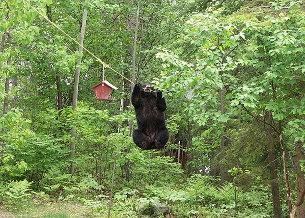 050718_bear2 медведь2.jpg