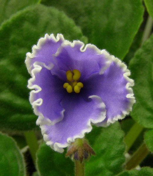 -Зеркало Души.jpg