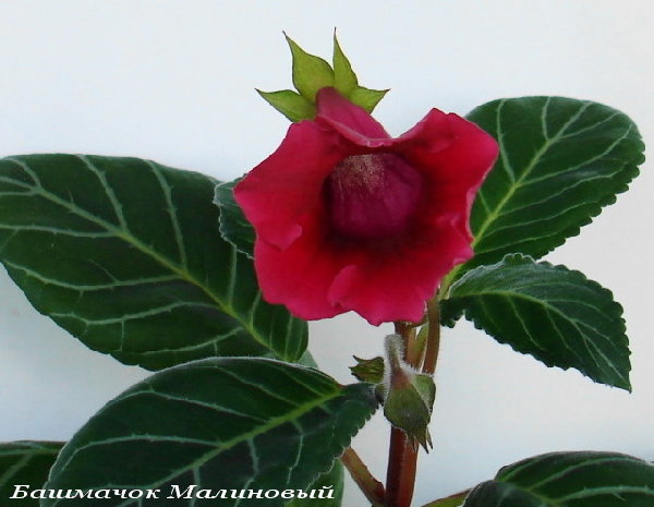 Малиновый1.jpg