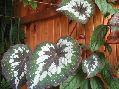 жемч.бегония