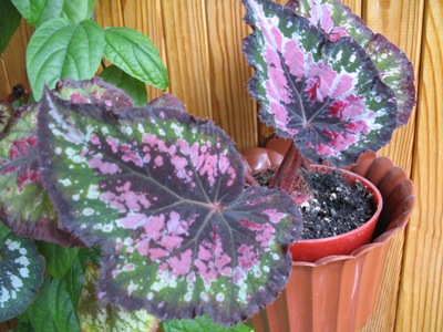 королевская бегония