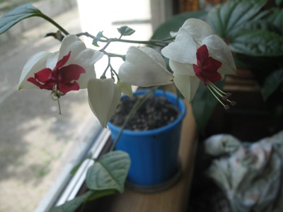 клеродендрум